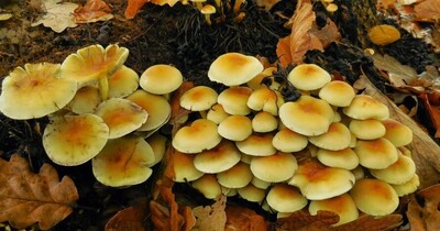 2014-11-16-herfsttocht2 2